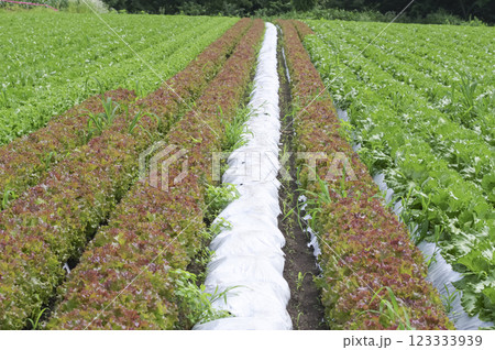 田舎のレタス畑 123333939