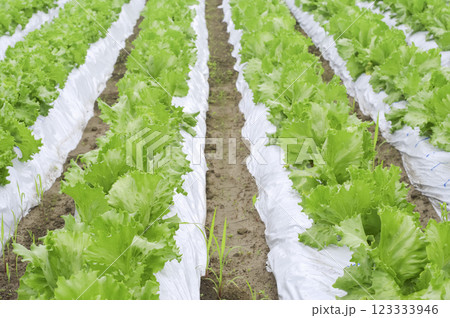 田舎のレタス畑 123333946