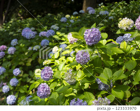 カラフルな紫陽花の花 カラフルな紫陽花の花 123333970