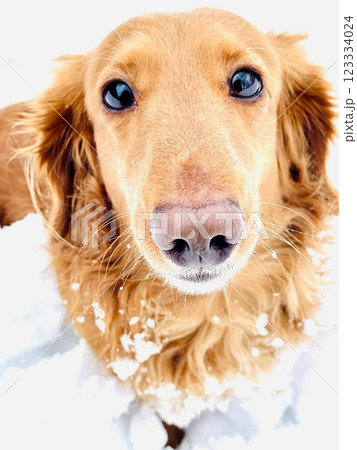 もっと雪の上を走り回って遊びたいミニチュアダックスの男の子 もっと雪の上を走り回って遊びたいミニチュアダックスの男の子 123334024