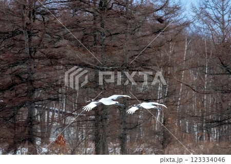タンチョウが向かう所は 123334046