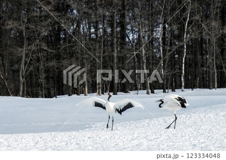 タンチョウの恋の季節 123334048