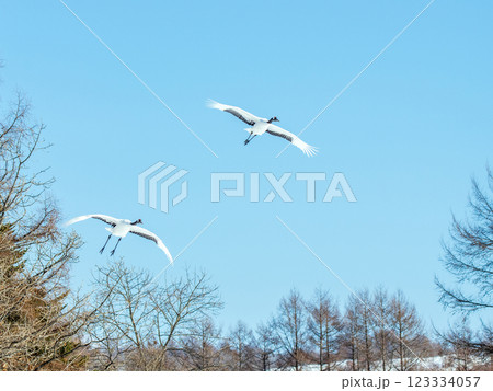 青空を飛ぶ 青空を飛ぶ 123334057