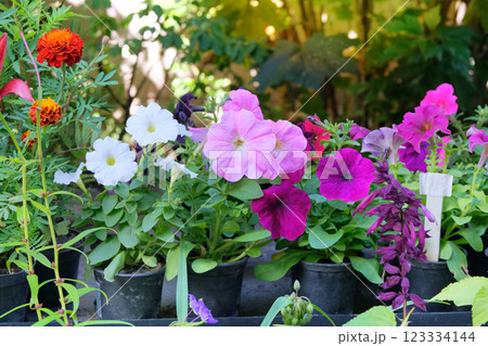 Seedlings Petunia in containers in local market in summer. Decorative potted plants. Garden store. Variety of plants for decoration. Seedlings Petunia in containers in local market in summer. Decorative potted plants. Garden store. Variety of plants for decoration. 123334144