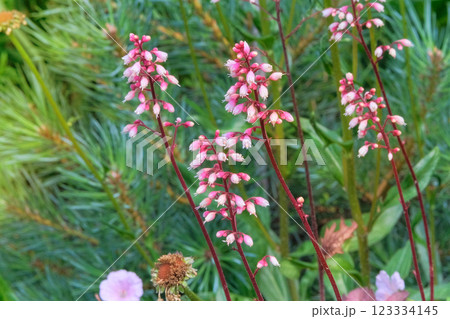 Heuchera grows in cottage garden. Pink flowers. Heuchera cultivated for ornamental purposes in flowerbed. Sunny day. Heuchera grows in cottage garden. Pink flowers. Heuchera cultivated for ornamental purposes in flowerbed. Sunny day. 123334145