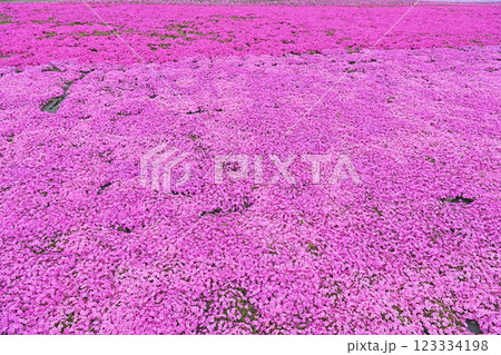 一面に広がる芝桜 123334198