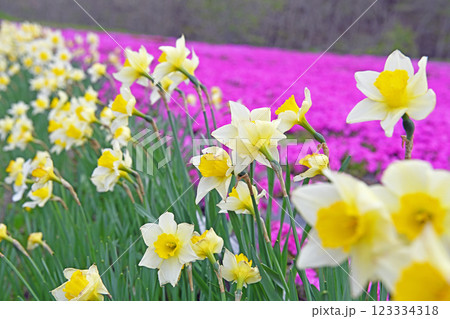 黄色い水仙と一面に広がる芝桜 黄色い水仙と一面に広がる芝桜 123334318