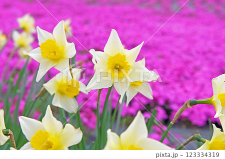 黄色い水仙と一面に広がる芝桜 黄色い水仙と一面に広がる芝桜 123334319