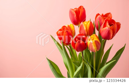 Bright red and yellow tulips with green leaves on soft pink background. Spring flowers bouquet for greeting card, Mother's Day, Women's Day, memory and celebration Bright red and yellow tulips with green leaves on soft pink background. Spring flowers bouquet for greeting card, Mother's Day, Women's Day, memory and celebration 123334426