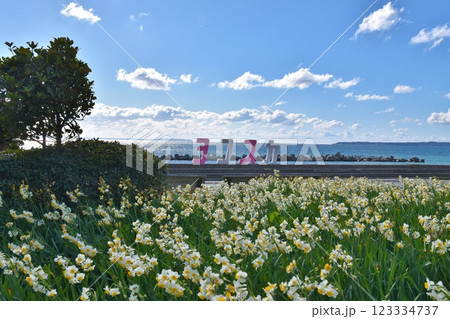 下北浦の水仙ロード　神奈川 123334737