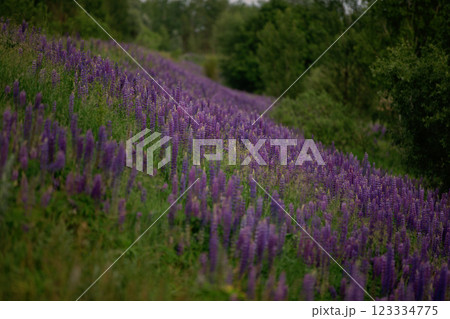 Beautiful natural background of a meadow covered with purple lupine flowers. Beautiful natural background of a meadow covered with purple lupine flowers. 123334775