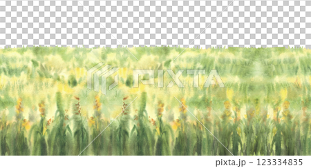 Field of corn seamless border. Field of green grasses, yellow flowers or crops, harvest Watercolor landscape, nature background with agricultural field. Painted illustration isolated from background 123334835