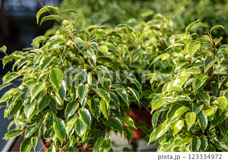 Picture of fresh plants in a greenhouse 123334972