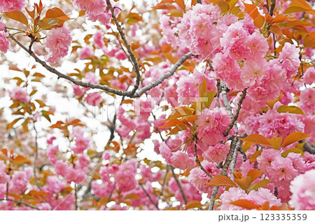 満開となる八重桜 満開となる八重桜 123335359