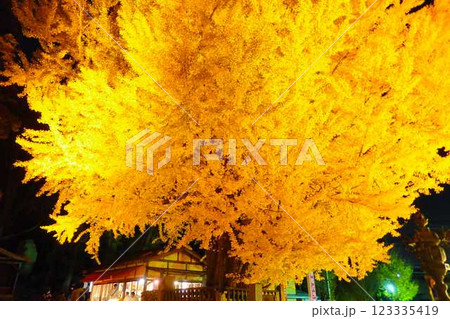 熊野大社　大銀杏　紅葉　黄葉　ライトアップ　南陽市 123335419