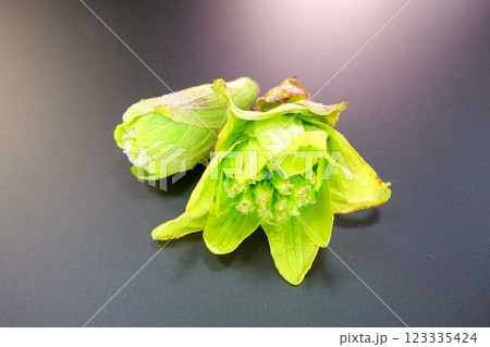 フキノトウ ふきのとう 蕗の薹 フキノトウ ふきのとう 蕗の薹 123335424