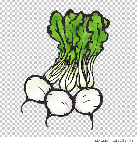 カブの手描き筆絵風イラスト 123335475