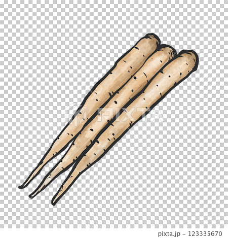 ごぼうの手描き筆絵風イラスト 123335670