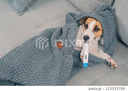 Jack Russell Terrier dog measures temperature wrapped in a blanket. Jack Russell Terrier dog measures temperature wrapped in a blanket. 123335789