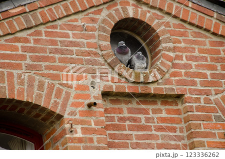Domestic pigeons Columba livia domestica. 123336262