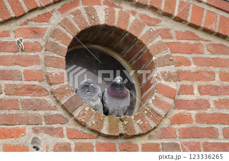 Domestic pigeons Columba livia domestica. 123336265