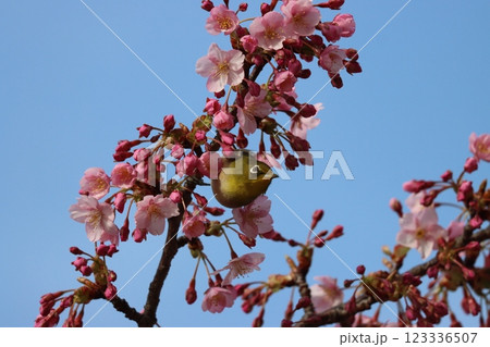 早咲きの河津桜にメジロたちが集まってくる 123336507