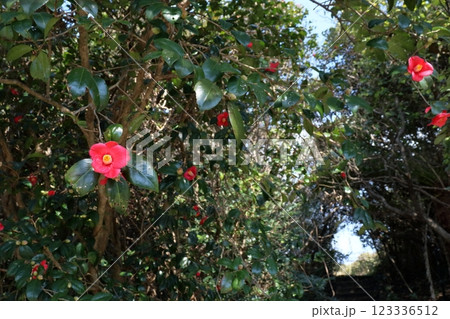 ツバキ咲く遊歩道を歩く 足摺岬 (高知県 土佐清水市) ツバキ咲く遊歩道を歩く 足摺岬 (高知県 土佐清水市) 123336512