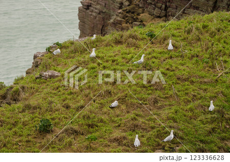 Colony of European herring gulls. 123336628
