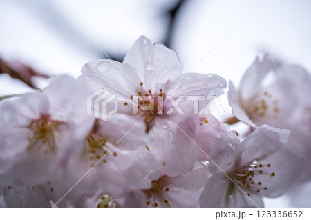 雨に濡れた桜 雨に濡れた桜 123336652
