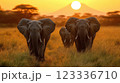 A herd of elephants strolls through golden grassland at sunset 123336710