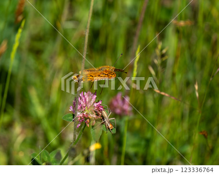 ウラギンヒョウモン ウラギンヒョウモン 123336764