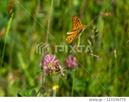 ウラギンヒョウモン ウラギンヒョウモン 123336770