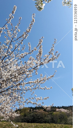 青空に映える満開の桜 青空に映える満開の桜 123336959