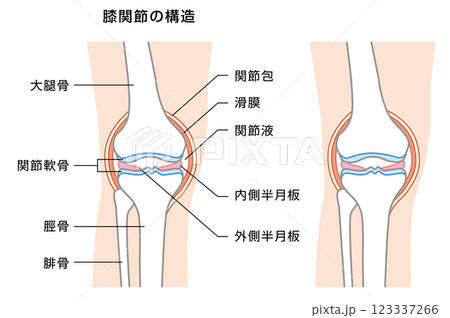 膝関節の構造の解説イラスト 123337266