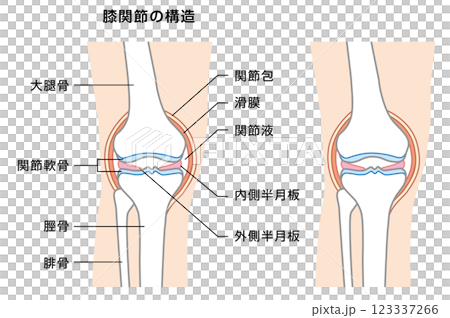 膝関節の構造の解説イラスト 123337266