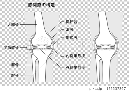 膝關節結構說明-單調插圖 123337267