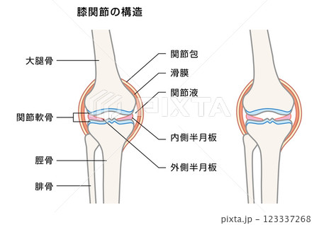 膝関節の構造の解説イラスト 123337268
