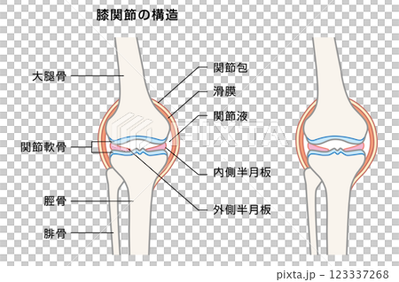 膝関節の構造の解説イラスト 123337268