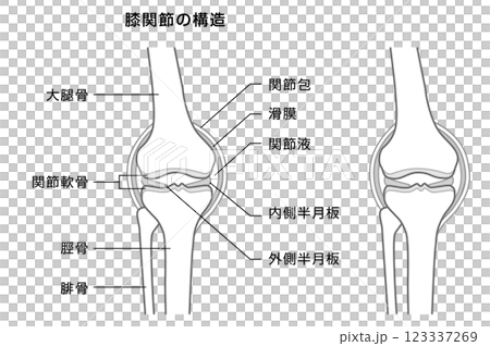 膝關節結構說明-單調插圖 123337269