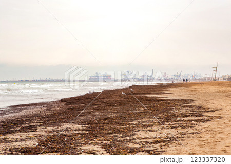 Spain, Valencia, March 29, 2022: Seaweed Debris Covering Sandy Beach in Overcast Weather by the Coast Spain, Valencia, March 29, 2022: Seaweed Debris Covering Sandy Beach in Overcast Weather by the Coast 123337320