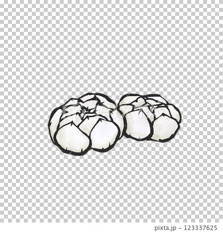 ゆり根の手描き筆絵風イラスト 123337625