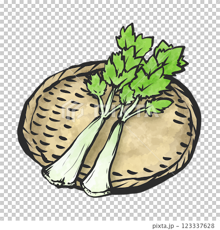 芹菜手繪插圖 123337628
