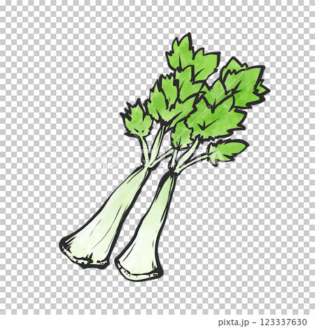 セロリの手描き筆絵風イラスト 123337630