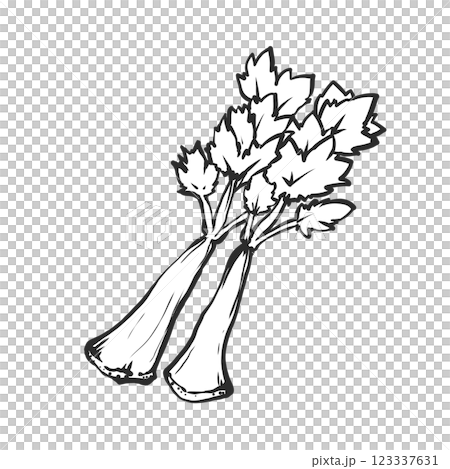 セロリの手描き筆絵風イラスト セロリの手描き筆絵風イラスト 123337631