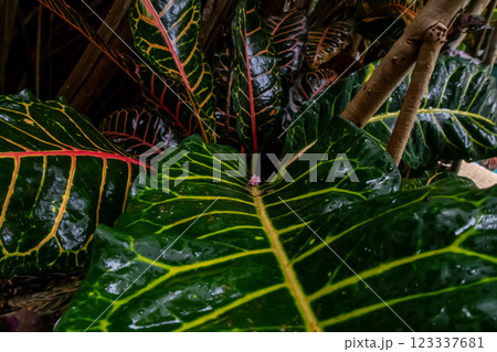 A close-up picture of an amazingly beautiful garden croton, Croton variegatum in a tropical jungle 123337681