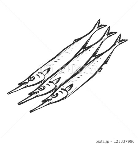 サヨリの手描き筆絵風イラスト サヨリの手描き筆絵風イラスト 123337986