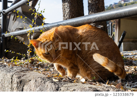 秋の猫の細道 123338679