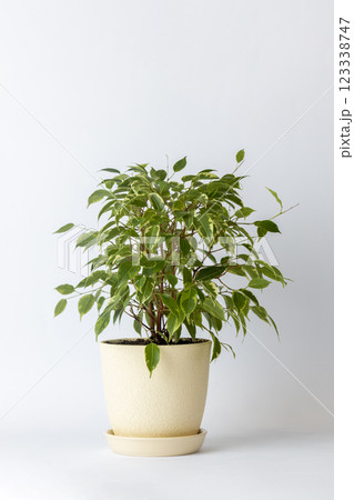on white background on the table there is a round ribbed soft yellow pot with a bushy ficus small green peace plant oxygen release plant office plant a lot of leaves on white background on the table there is a round ribbed soft yellow pot with a bushy ficus small green peace plant oxygen release plant office plant a lot of leaves 123338747