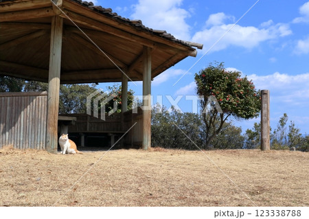 叶埼休憩所に椿咲く　冬　（高知県　土佐清水市） 123338788