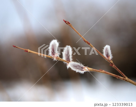 2月に芽吹いてきた可憐な「行李柳（コリヤナギ）」 123339013